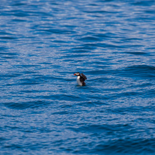 The Isles of Scilly - 20 July 2014 / Puffin