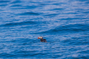 The Isles of Scilly - 20 July 2014 / Puffin