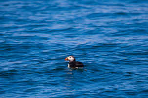 The Isles of Scilly - 20 July 2014 / Puffin