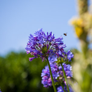 The Isles of Scilly - 23 July 2014 / Flower from a tea shop