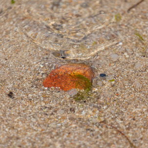 The Isles of Scilly - 24 July 2014 / St Mary