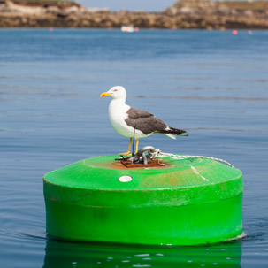 The Isles of Scilly - 25 July 2014 / Seagull
