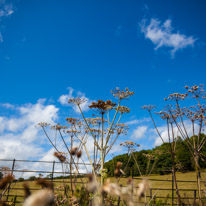 Greys Court - 17 August 2014 / Flowers