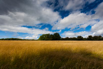 Greys Court - 17 August 2014 / Field around Greys Court