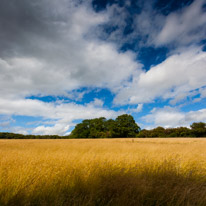 Greys Court - 17 August 2014 / Field around Greys Court