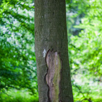 Greys Court - 17 August 2014 / The way forward