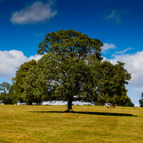 Greys Court - 17 August 2014 / May be the perfect tree...