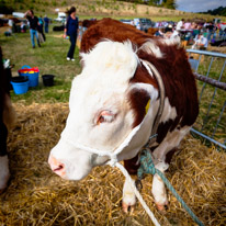 Henley-on-Thames - 13 September 2014 / Henley Show