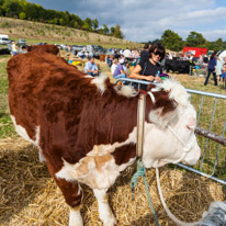 Henley-on-Thames - 13 September 2014 / Henley Show