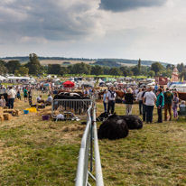 Henley-on-Thames - 13 September 2014 / Henley Show