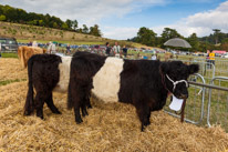 Henley-on-Thames - 13 September 2014 / Henley Show