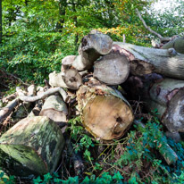 Cookley Green - 25 October 2014 / Nice walk in the countryside in Cookley Green