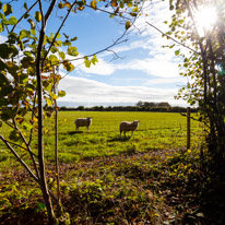 Cookley Green - 25 October 2014 / Typical british countryside with some sheeps