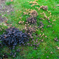 Cookley Green - 25 October 2014 / More mushrooms...