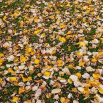 Cookley Green - 25 October 2014 / Autumn colours