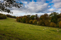 Cookley Green - 25 October 2014 / British Countryside