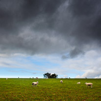 Cookley Green - 25 October 2014 / More sheeps