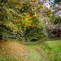 Henley-on-Thames - 05 November 2014 / Woods around Greys Court