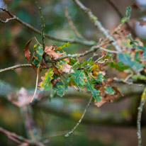 Henley-on-Thames - 05 November 2014 / Woods around Greys Court