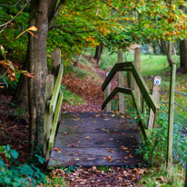 Henley-on-Thames - 05 November 2014 / Woods around Greys Court