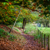 Henley-on-Thames - 05 November 2014 / Woods around Greys Court