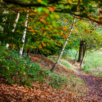 Henley-on-Thames - 05 November 2014 / Woods around Greys Court