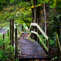 Henley-on-Thames - 05 November 2014 / Woods around Greys Court