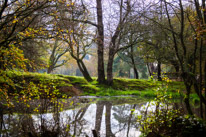 Henley-on-Thames - 05 November 2014 / Woods around Greys Court