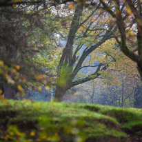 Henley-on-Thames - 05 November 2014 / Woods around Greys Court