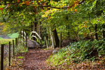 Henley-on-Thames - 05 November 2014 / Woods around Greys Court