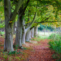 Henley-on-Thames - 05 November 2014 / Woods around Greys Court