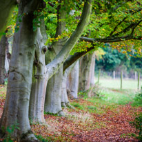 Henley-on-Thames - 05 November 2014 / Woods around Greys Court