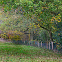 Henley-on-Thames - 05 November 2014 / Woods around Greys Court