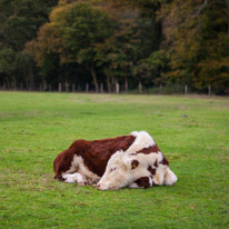 Henley-on-Thames - 05 November 2014 / Cows in a field