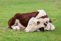 Henley-on-Thames - 05 November 2014 / Cows in a field