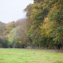 Henley-on-Thames - 05 November 2014 / Woods around Greys Court