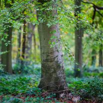 Henley-on-Thames - 05 November 2014 / Woods around Greys Court