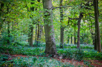 Henley-on-Thames - 05 November 2014 / Woods around Greys Court