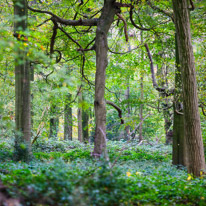 Henley-on-Thames - 05 November 2014 / Woods around Greys Court