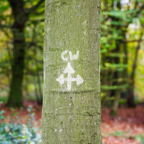 Henley-on-Thames - 05 November 2014 / Woods around Greys Court