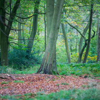 Henley-on-Thames - 05 November 2014 / Woods around Greys Court