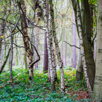 Henley-on-Thames - 05 November 2014 / Woods around Greys Court