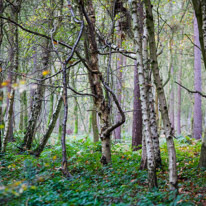 Henley-on-Thames - 05 November 2014 / Woods around Greys Court