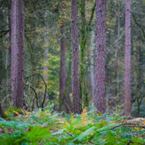 Henley-on-Thames - 05 November 2014 / Woods around Greys Court