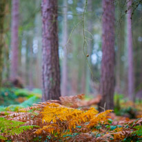 Henley-on-Thames - 05 November 2014 / Woods around Greys Court