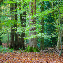 Henley-on-Thames - 05 November 2014 / Woods around Greys Court