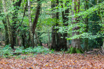 Henley-on-Thames - 05 November 2014 / Woods around Greys Court