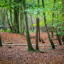 Henley-on-Thames - 05 November 2014 / Woods around Greys Court