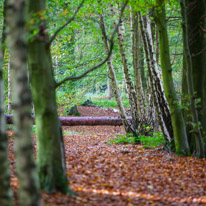 Henley-on-Thames - 05 November 2014 / Woods around Greys Court