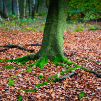 Henley-on-Thames - 05 November 2014 / Woods around Greys Court